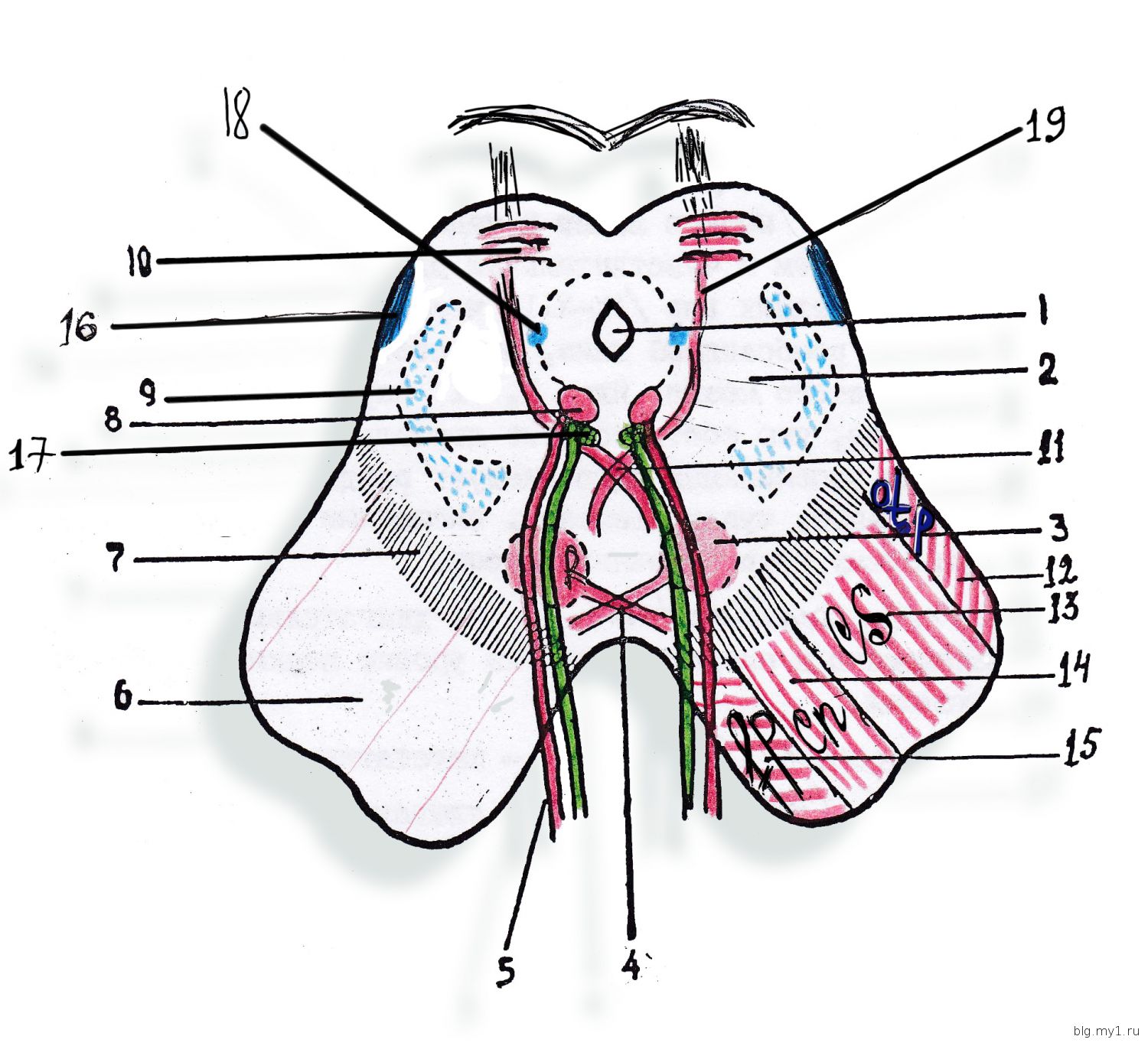 Медиальная петля. Медиальная петля среднего мозга. Средний мозг срез схема. Медиальная петля продолговатого мозга латынь. Медиальная петля в среднем мозге.